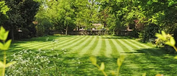 how often should you mow your lawn