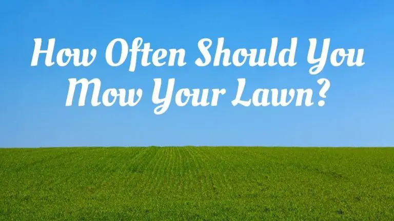 How Often Should you Mow Your Lawn?